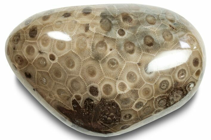 Polished Petoskey Stone (Fossil Coral) - Michigan #253659